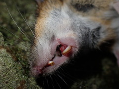 Apodemus sylvaticus