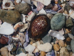 Monetaria caputserpentis