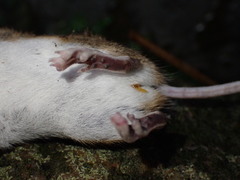 Apodemus sylvaticus