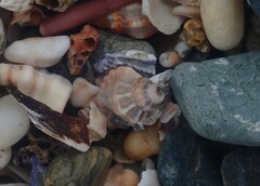 Turritriton labiosus