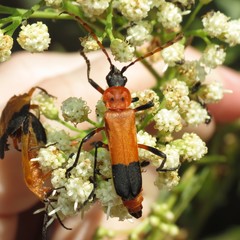 Chauliognathus profundus