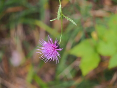 Cirsium serratuloides