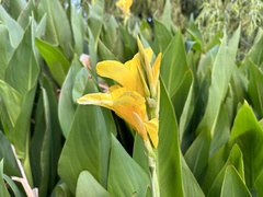 Canna × generalis