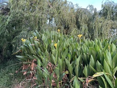 Canna × generalis
