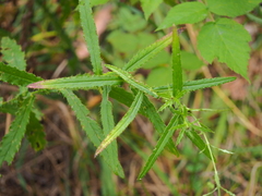 Cirsium serratuloides