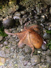 Enteroctopus dofleini