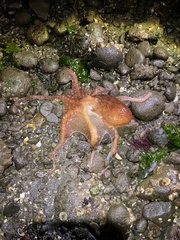 Enteroctopus dofleini