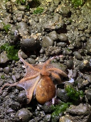 Enteroctopus dofleini