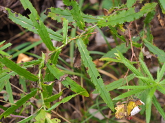 Cirsium serratuloides