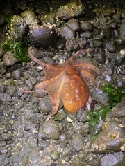 Enteroctopus dofleini