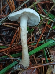 Cystoderma carcharias