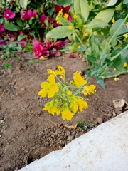 Brassica rapa