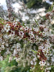 Kunzea robusta