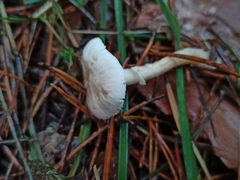 Cystoderma carcharias