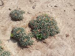 Mammillaria magnimamma