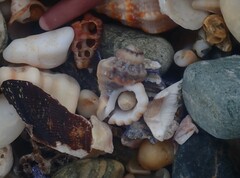 Turritriton labiosus