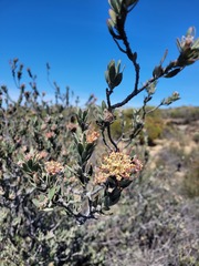 Leucospermum calligerum