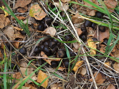 Moschus moschiferus