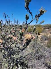 Leucospermum calligerum