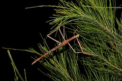 Acrophylla wuelfingi