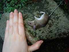Apodemus sylvaticus