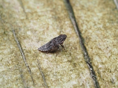 Stenocotini
