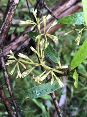 Parsonsia brownii