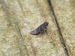 Stenocotini