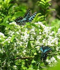Graphium antheus