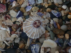 Siphonaria denticulata