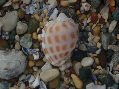 Phalium areola