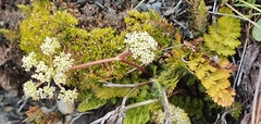 Anisotome aromatica