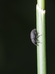 Curculioninae