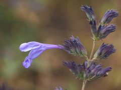 Nepeta sibirica
