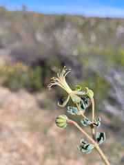 Seetzenia lanata