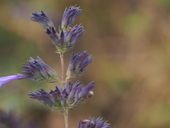 Nepeta sibirica