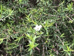 Leptospermum continentale