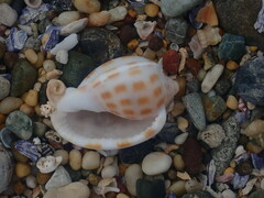 Phalium areola