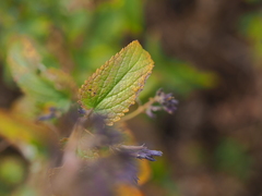 Nepeta sibirica