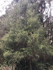 Leptospermum continentale