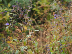 Nepeta sibirica