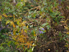 Nepeta sibirica