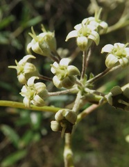 Astrotricha ledifolia