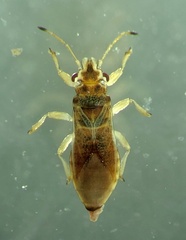 Thaumastocoris