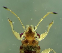 Thaumastocoris
