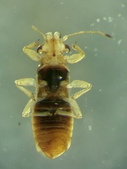 Thaumastocoris