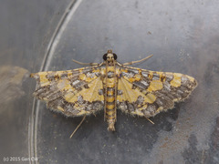Eurrhyparodes tricoloralis
