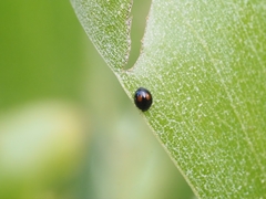 Serangium maculigerum