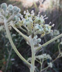 Astrotricha ledifolia