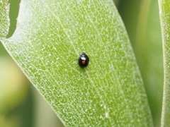 Serangium maculigerum